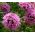 Crosswort Pretty Pink Seeds - Crucianella Phuopsis Stylosa