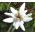 Edelweiss Seeds - Leontopodium Alpinum 2
