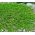 Green Carpet Rupturewort Seeds - Herniaria Glabra