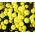 Ice Plant Gold Nugget Seeds - Delosperma Congestum