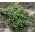 Ground Ivy Seeds - Glechoma Hederacea