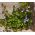 Kenilworth Ivy Seeds - Cymbalaria Muralis