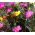 Moss Rose Mix Seeds - Portulaca Grandiflora Seeds