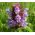 Prunella Self Heal Common Seeds - Prunella Vulgaris