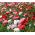 Shirley Poppy Double Mix Seeds Papaver Rhoeas p2