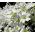 Snow in Summer Seeds - Cerastium Tomentosum