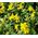 St. John's Wort Trailing Seeds - Hypericum Cerastoides 3
