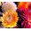 Strawflower Helichrysum Monstrosum Seeds