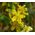 Agrimony Cocklebur Seeds - Agrimonia Eupatoria