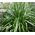 Astelia Shore Seeds - Astelia Banksii 2