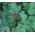 Baneberry Red Seeds - Actaea Rubra