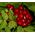 Baneberry Red Seeds - Actaea Rubra 2