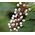 Baneberry White Actaea Pachypoda Alba 4