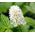 Baneberry White Actaea Pachypoda Alba 2