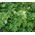 Baneberry White Actaea Pachypoda Alba 3