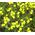 Bladderpod Greek Seeds - Alyssoides Utriculata