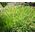 Bulbine Stalked Avera Sunset Orange Seeds - Bulbine Frutescens 2