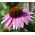 Coneflower Purple Seeds - Echinacea Purpurea