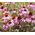 Coneflower Purple Seeds - Echinacea Purpurea 2