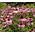 Coneflower Purple Seeds - Echinacea Purpurea 3