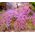 Creeping Thyme Bulk Seeds - Thymus Serpyllum