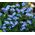 Forget Me Not Seeds - Myosotis Sylvatica 3