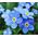 Forget Me Not Seeds - Myosotis Sylvatica