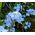 Forget Me Not Seeds - Myosotis Sylvatica 2