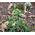 Heuchera Coral Bells Roundleaf Alumroot Seeds - Heuchera Cylindrica 2