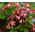 Heuchera Coral Bells Bressingham Hybrids Seeds - Heuchera Sanguinea