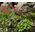Heuchera Coral Bells Bressingham Hybrids Seeds - Heuchera Sanguinea 2