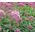 Joe Pye Weed Spotted Seeds - Eupatorium Maculatum 3