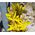 King's Spear Seeds - Asphodeline Lutea 2