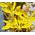 King's Spear Seeds - Asphodeline Lutea