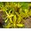 King's Spear Seeds - Asphodeline Lutea 3