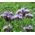 Lacy Phacelia Seeds - Phacelia Tanacetifolia 2