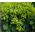 Lady's Mantle Select Robustica Seeds - Alchemilla Mollis