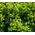 Lady's Mantle Select Robustica Seeds - Alchemilla Mollis 2