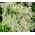 Mauritania Vine Reed Rope Grass Seeds - Ampelodesmos Mauritanicus