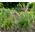 Mauritania Vine Reed Rope Grass Seeds - Ampelodesmos Mauritanicus 3