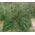 Mauritania Vine Reed Rope Grass Seeds - Ampelodesmos Mauritanicus 4