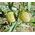 Balloon Plant Seeds - Gomphocarpus Physocarpus 3