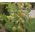 Balloon Plant Seeds - Gomphocarpus Physocarpus 2