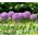 Onion Ornamental Seeds - Allium Aflatunense 2