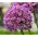 Onion Ornamental Seeds - Allium Aflatunense