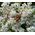 Pearly Everlasting Summer Snow Seeds - Anaphalis Triplinervis