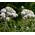 Pearly Everlasting Summer Snow Seeds - Anaphalis Triplinervis  2