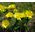 Pheasant's Eye Seeds - Adonis Vernalis 2