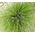Sedge Bath Seeds - Carex Davalliana