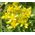 Sedum Goldilocks Stonecrop Seeds - Sedum Selskianumis